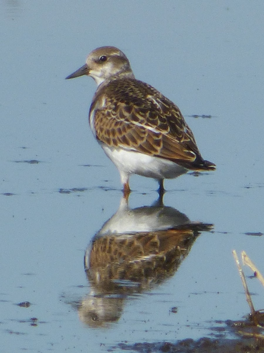 Ruddy Turnstone - Jim Mott