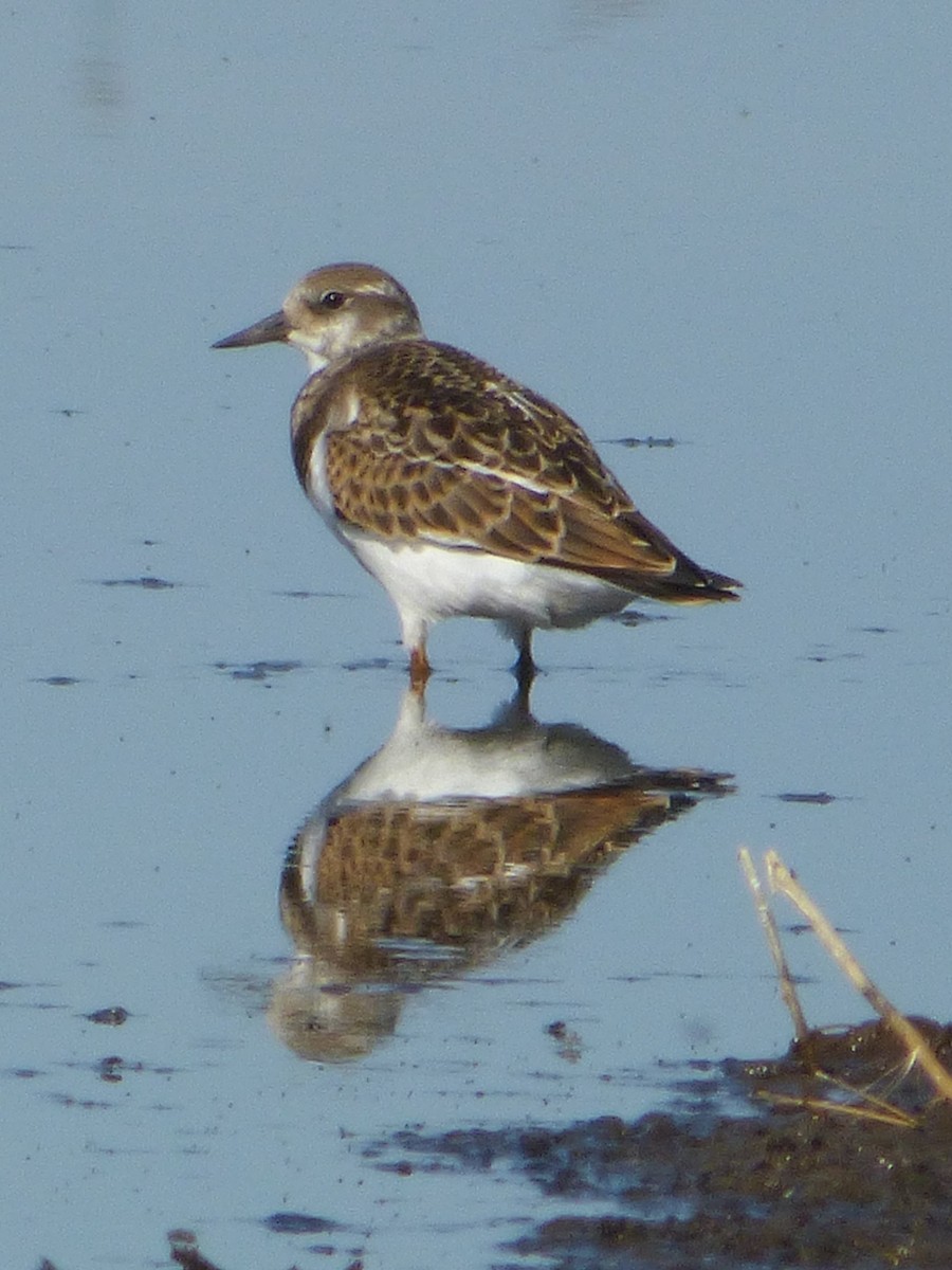 Ruddy Turnstone - Jim Mott