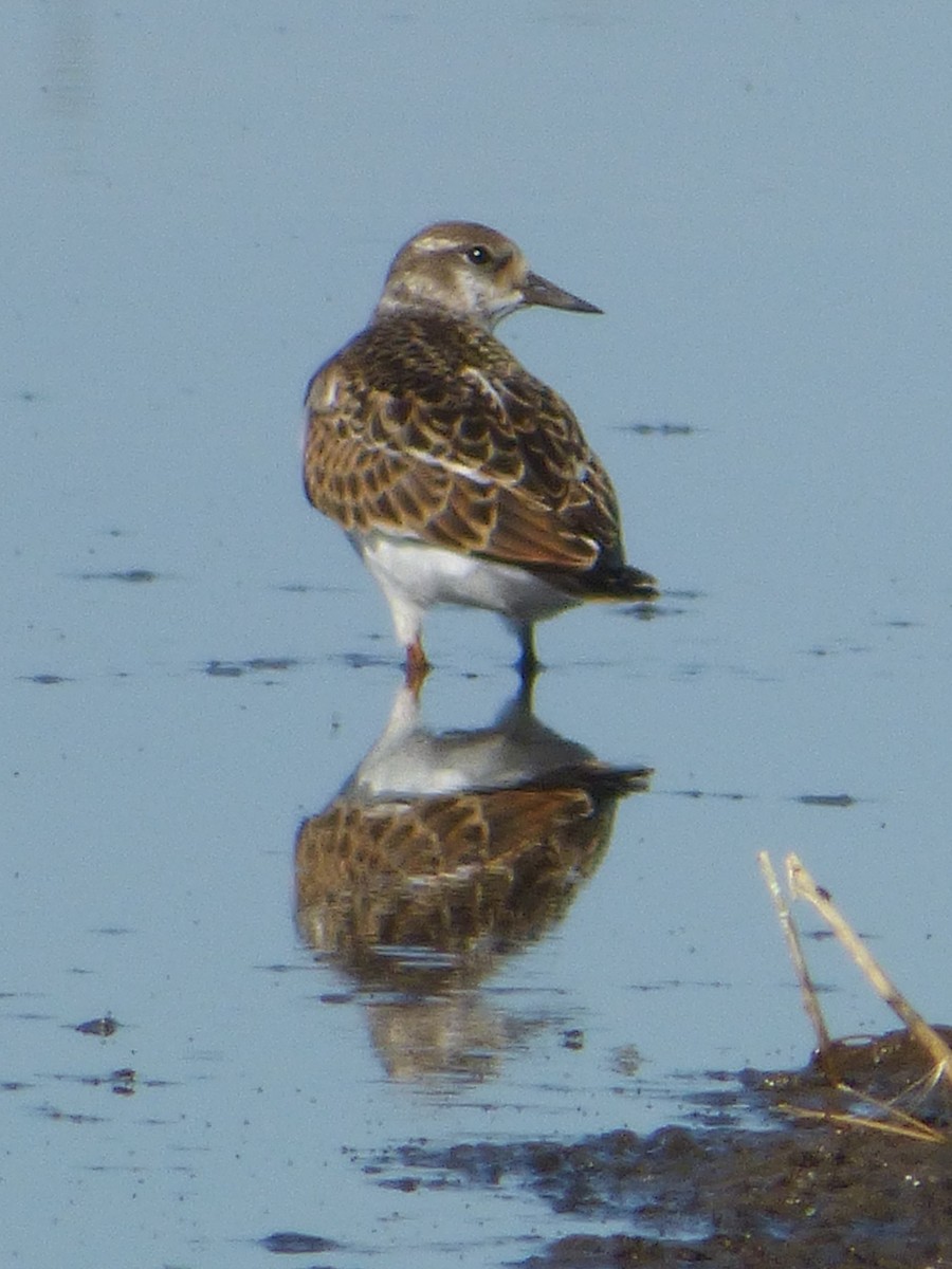 Ruddy Turnstone - Jim Mott