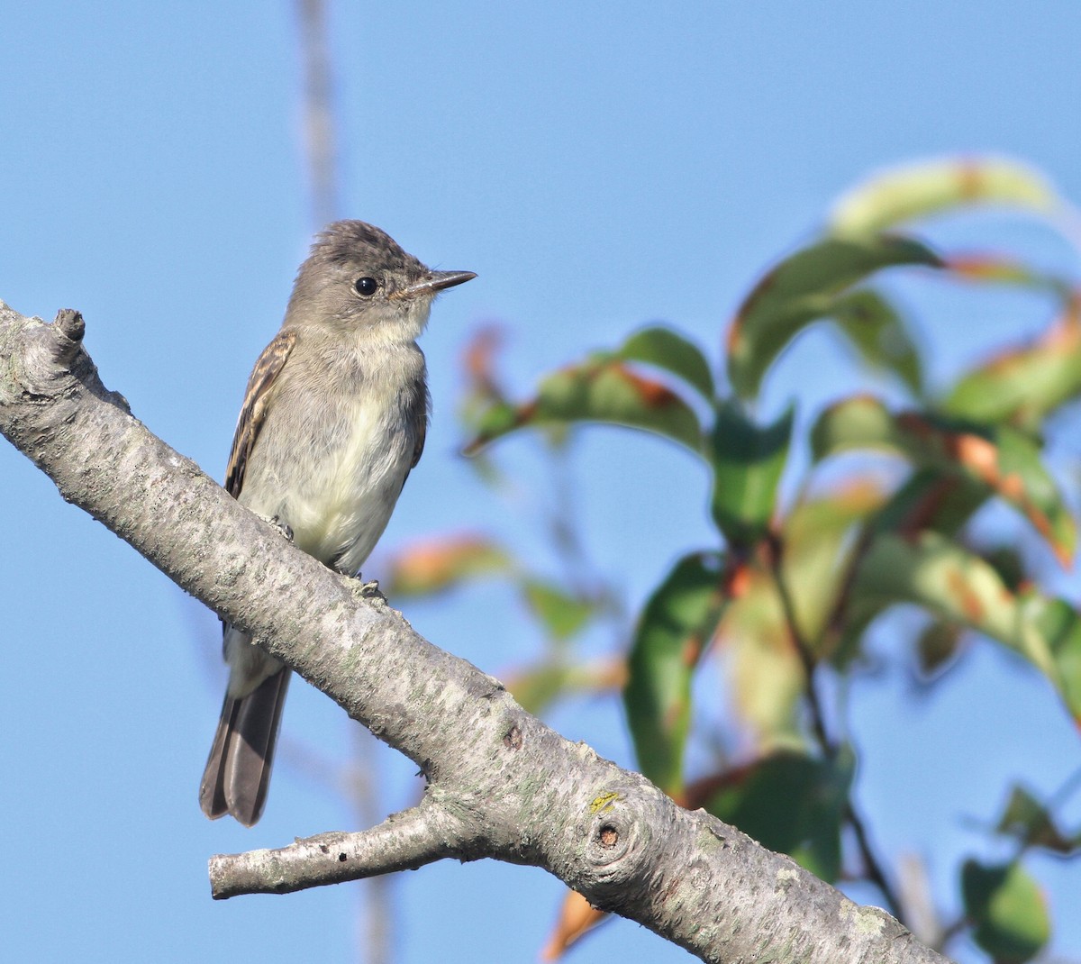 Eastern Wood-Pewee - ML258128881