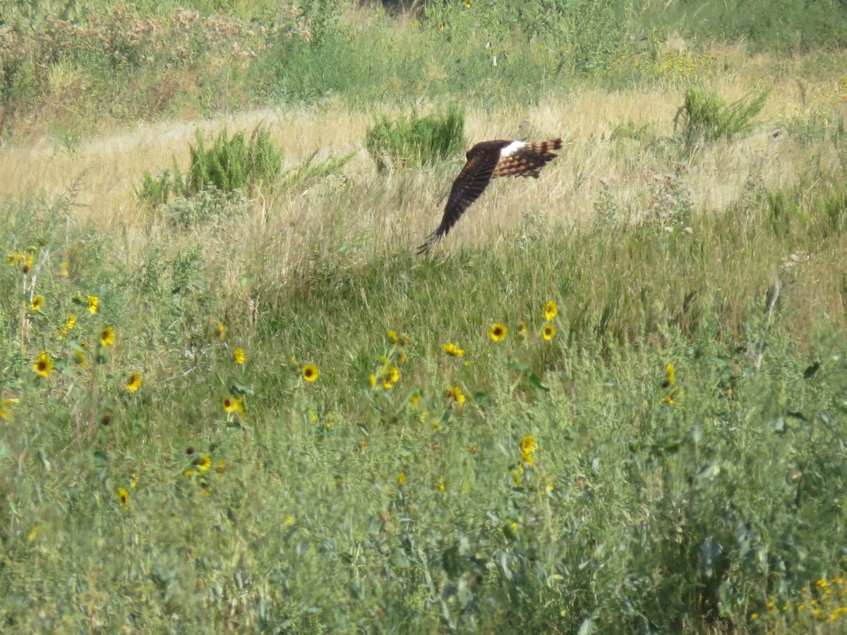 Northern Harrier - ML258129531