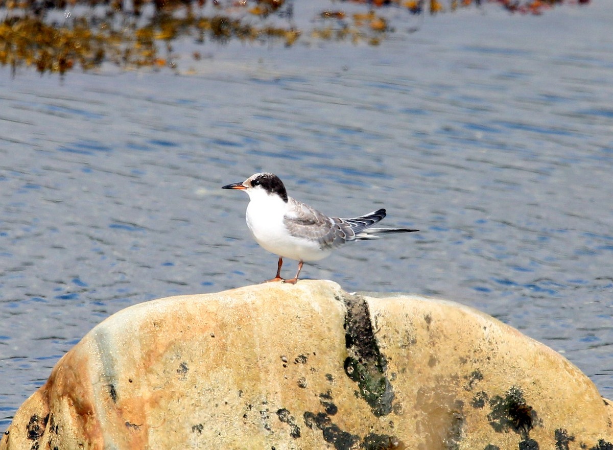 Common Tern - ML258129791