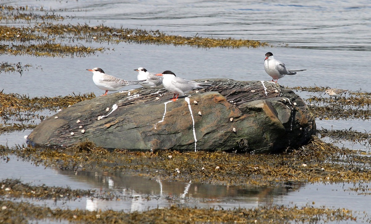 Common Tern - ML258129811