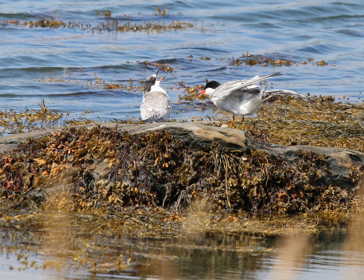 Common Tern - ML258130121