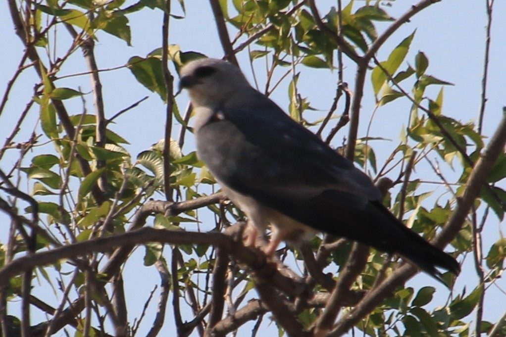 Mississippi Kite - ML258130671
