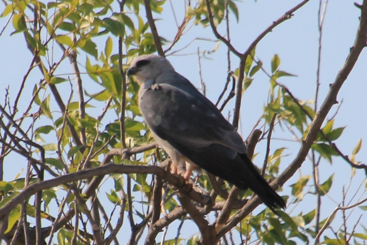 Mississippi Kite - ML258130681