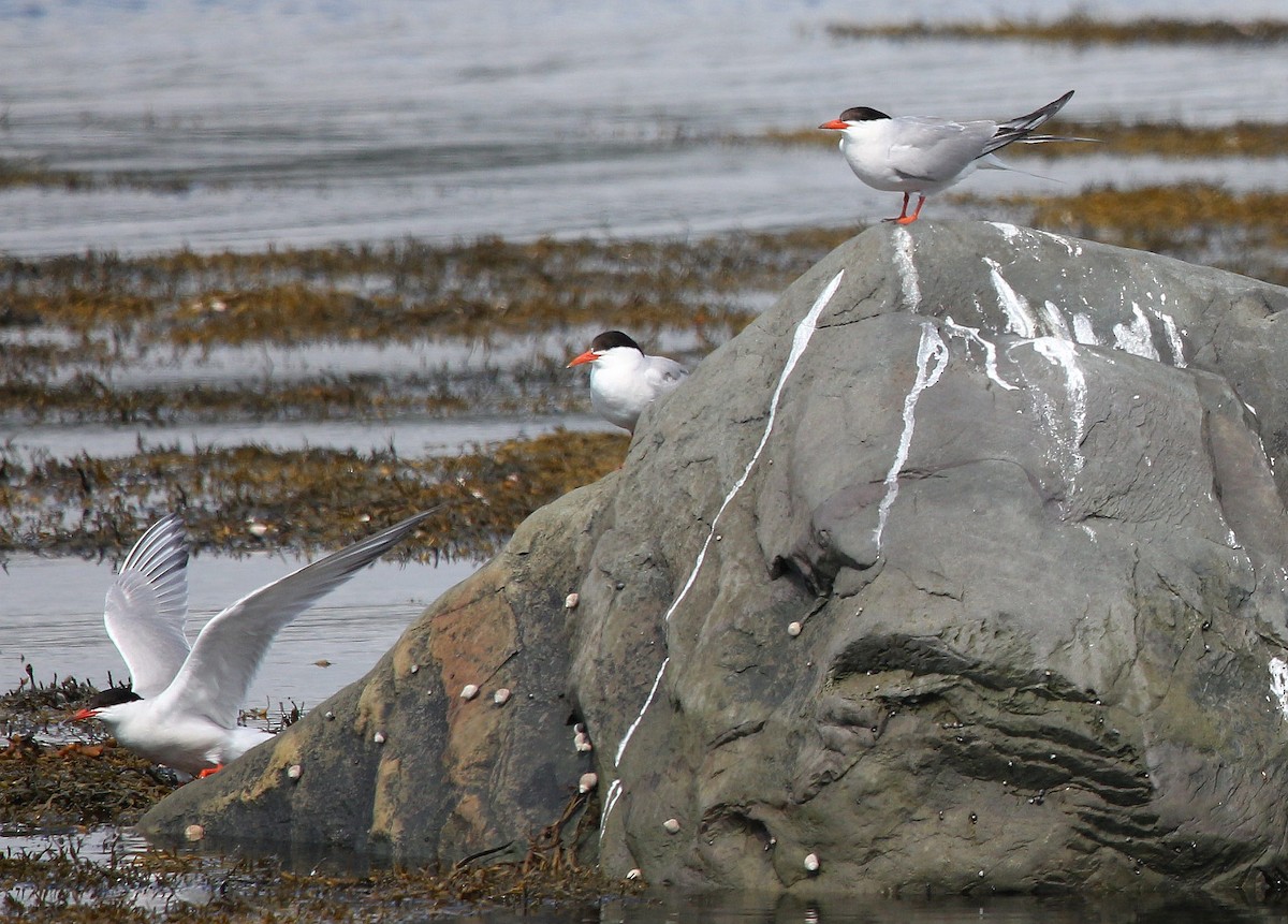 Common Tern - ML258130841