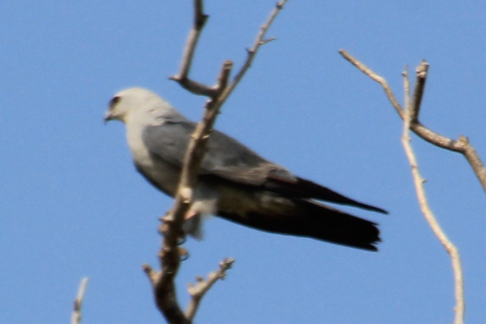 Mississippi Kite - ML258131061