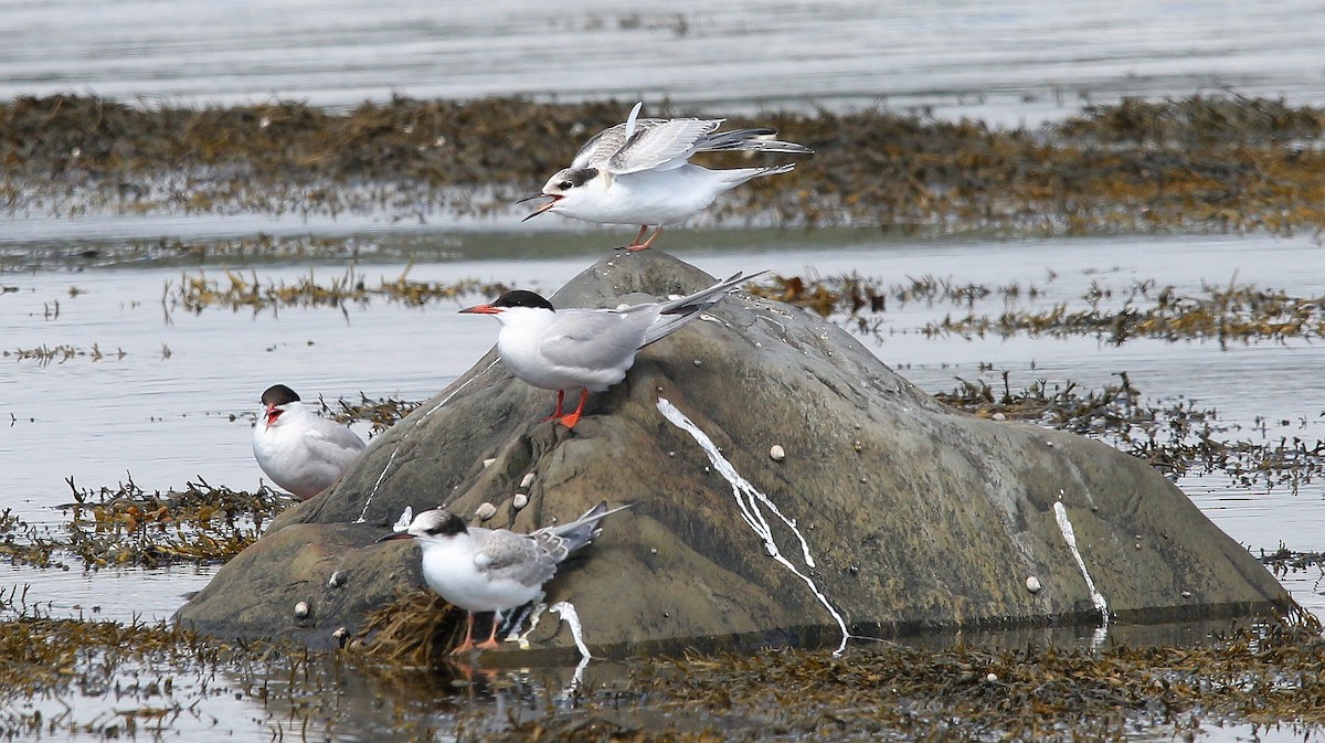 Common Tern - ML258131181