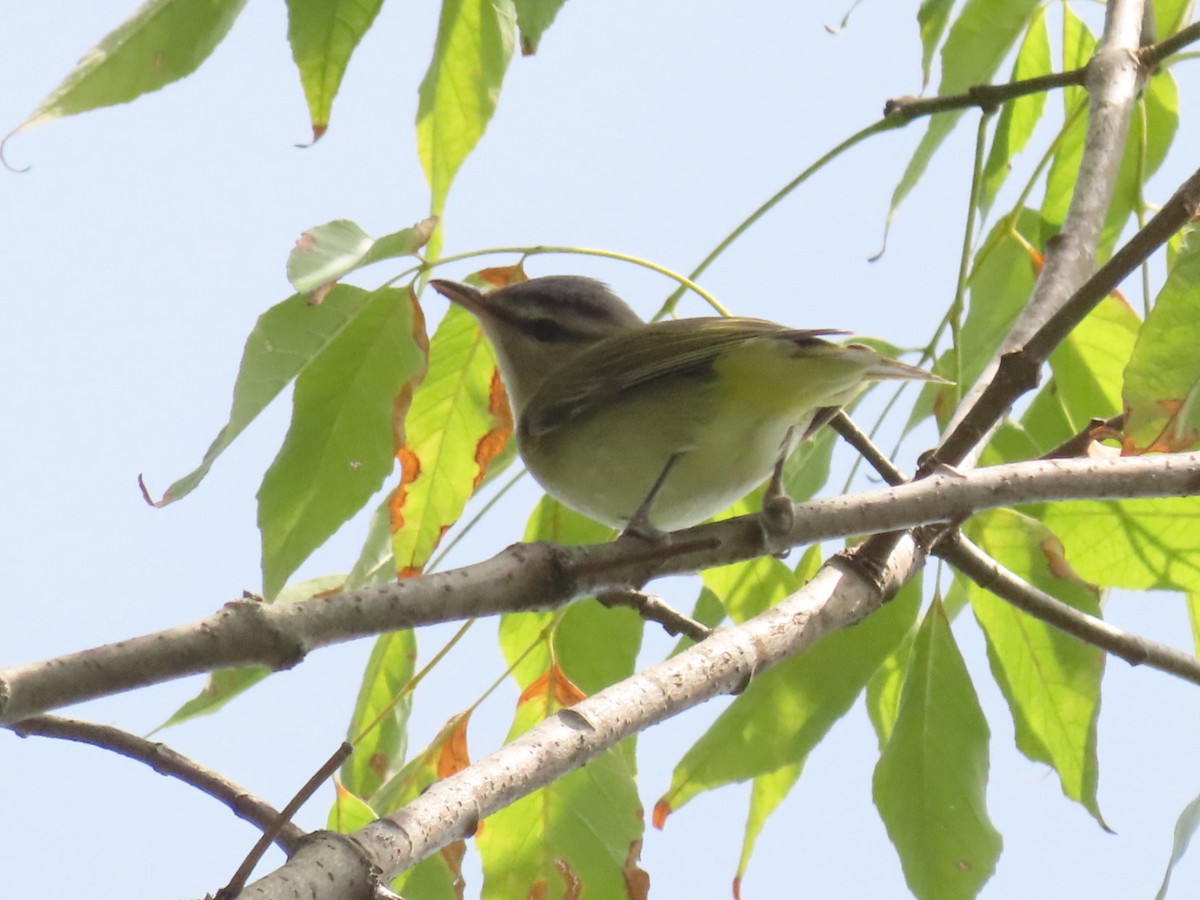 Red-eyed Vireo - Stephanie  Swanzey