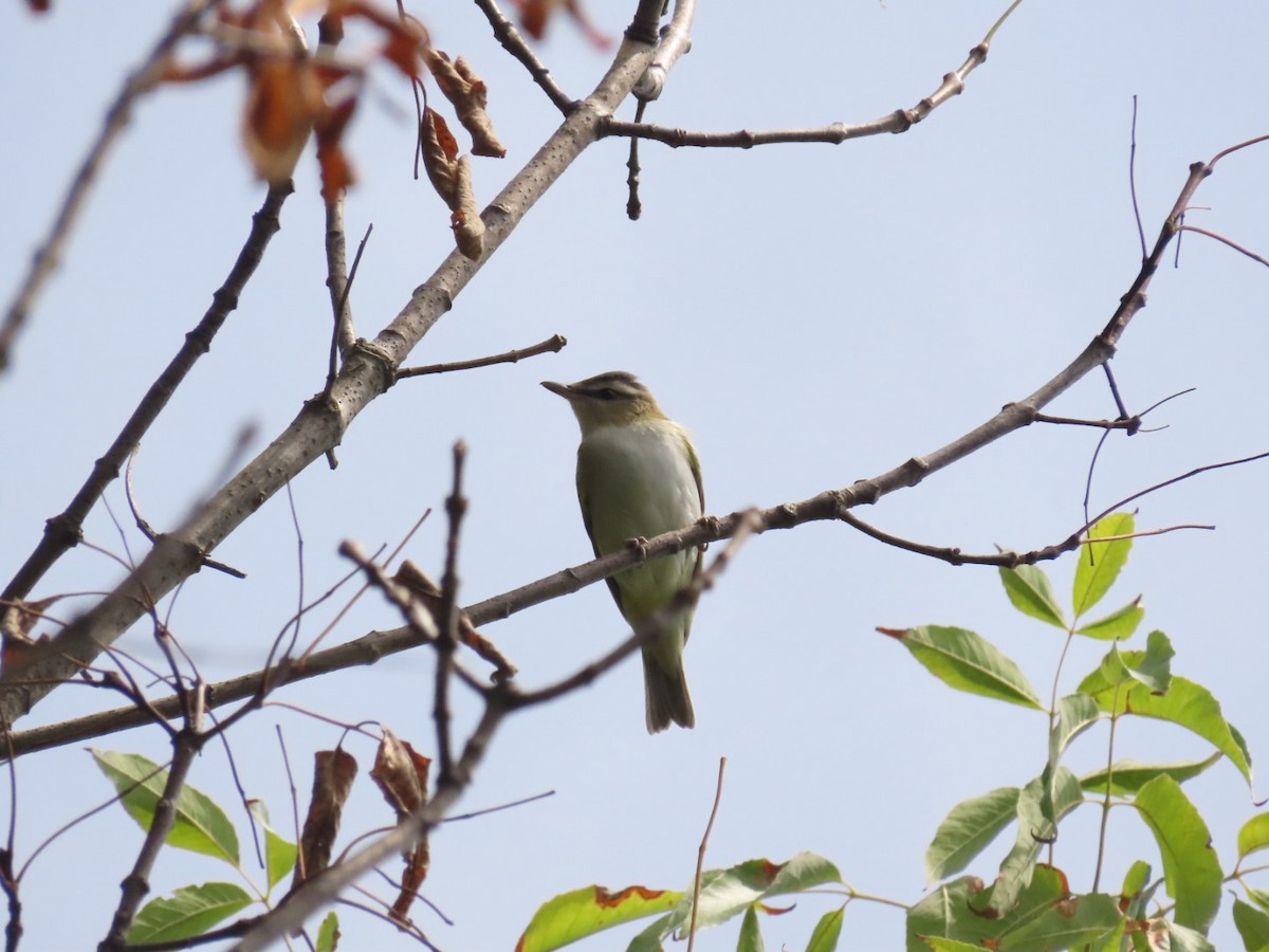 Vireo Ojirrojo - ML258131871