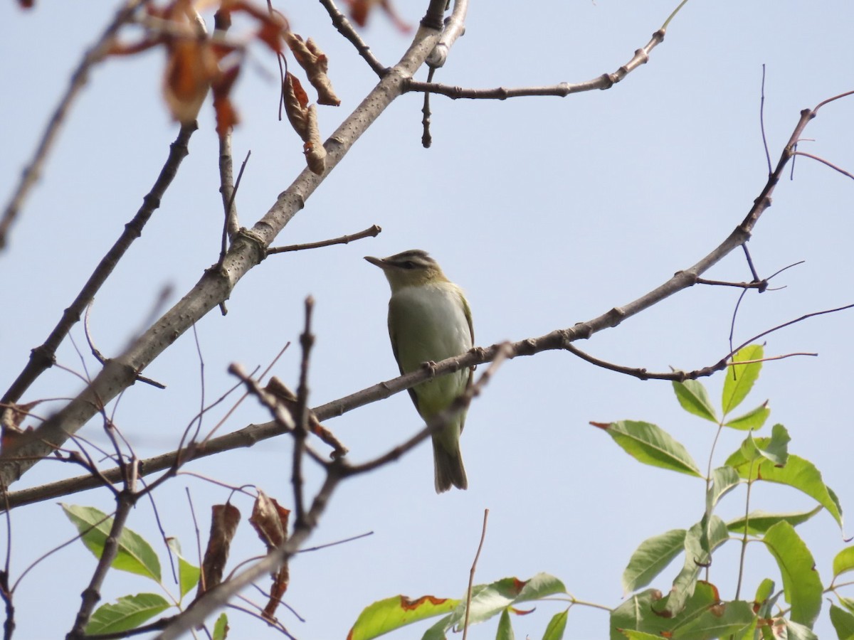 Kızıl Gözlü Vireo - ML258131871