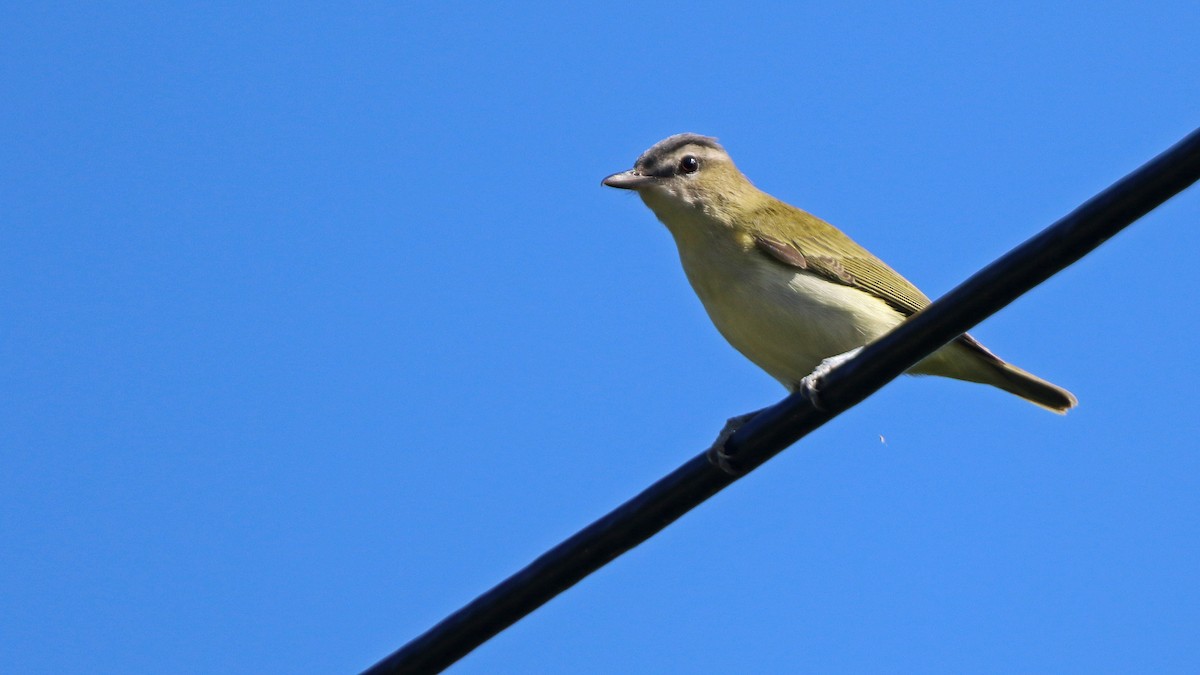 Red-eyed Vireo - ML258133081