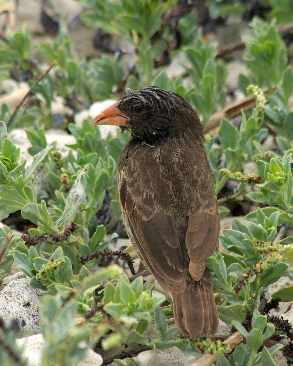 Genovesa Ground-Finch - ML25813361