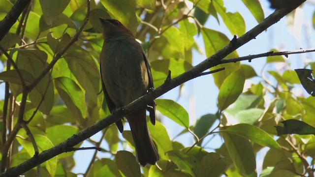 Chestnut-backed Tanager - ML258133911