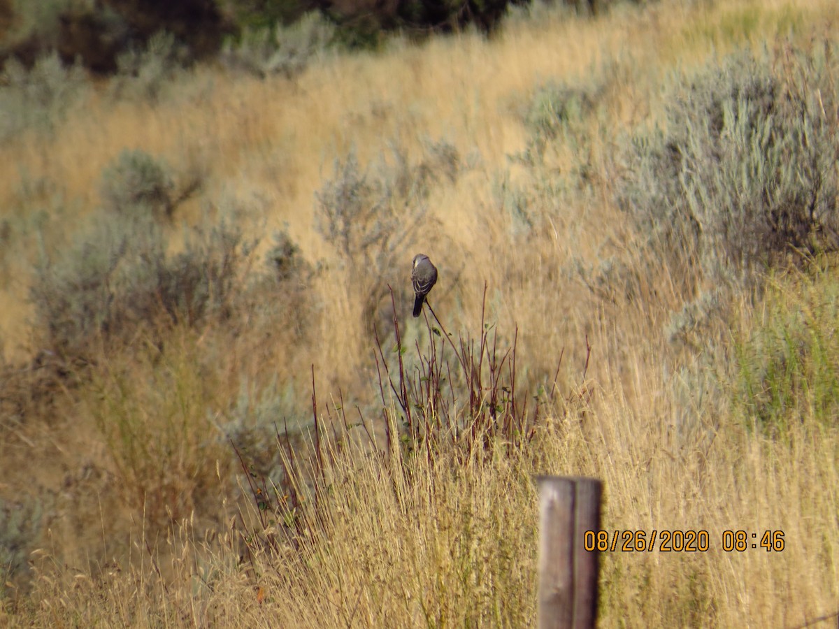 Western Kingbird - Chris Dale