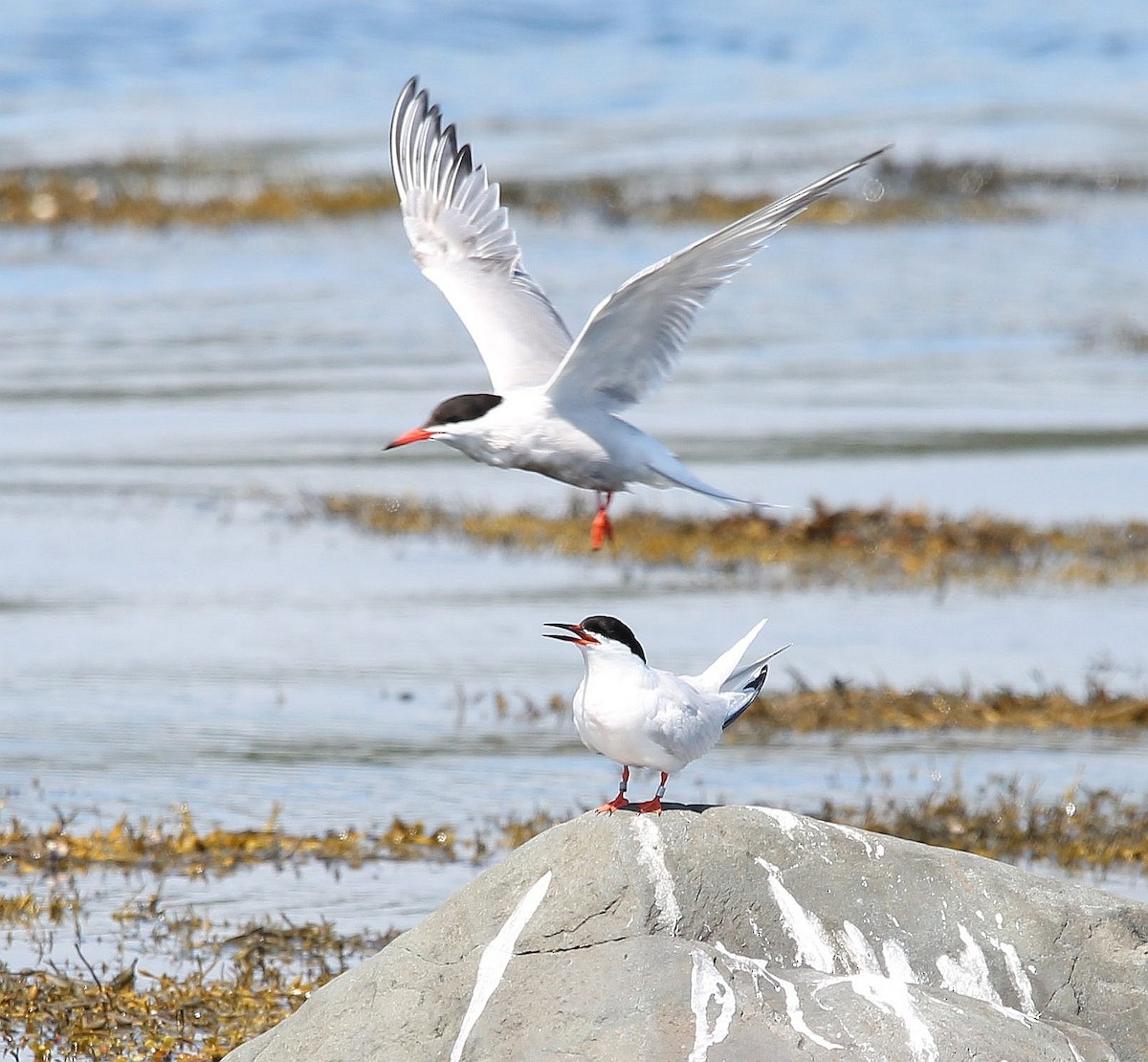 Roseate Tern - ML258134641