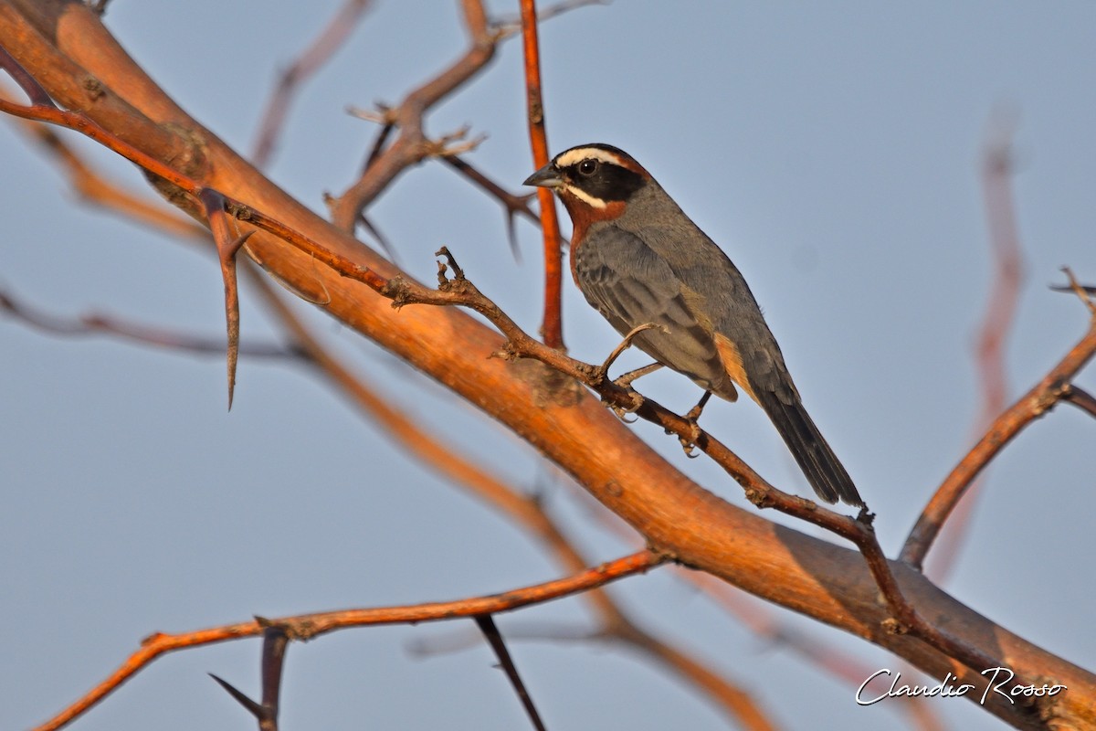 Black-and-chestnut Warbling Finch - Claudio Rosso