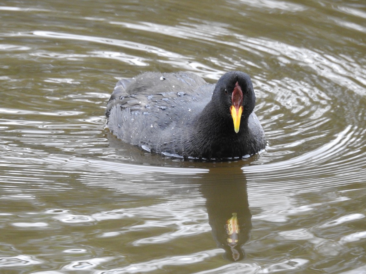 Red-fronted Coot - Natalia Villar