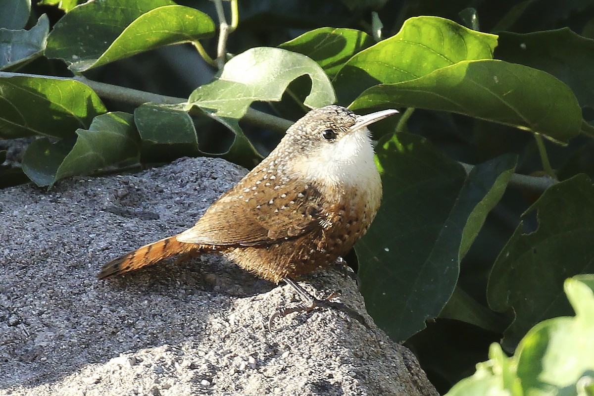 Canyon Wren - Steven Whitebread