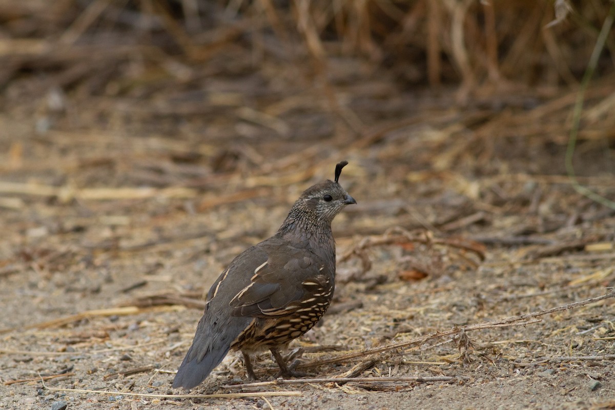 California Quail - Nathan French