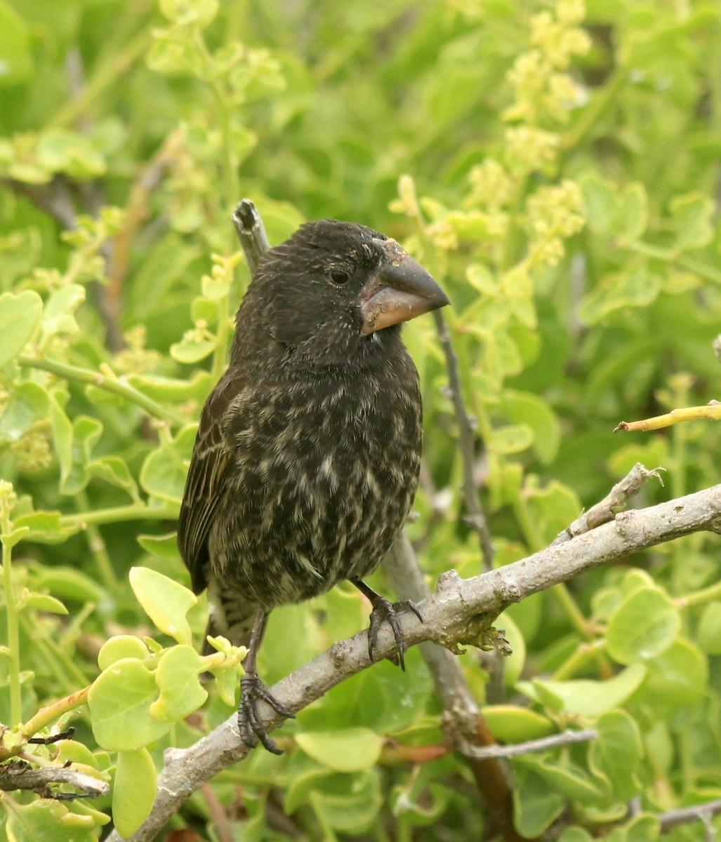 Large Ground-Finch - ML25813641