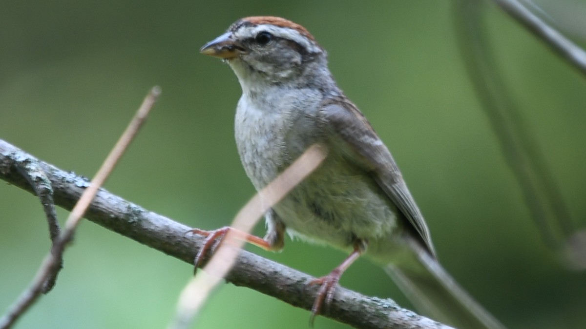 Chipping Sparrow - ML258136631