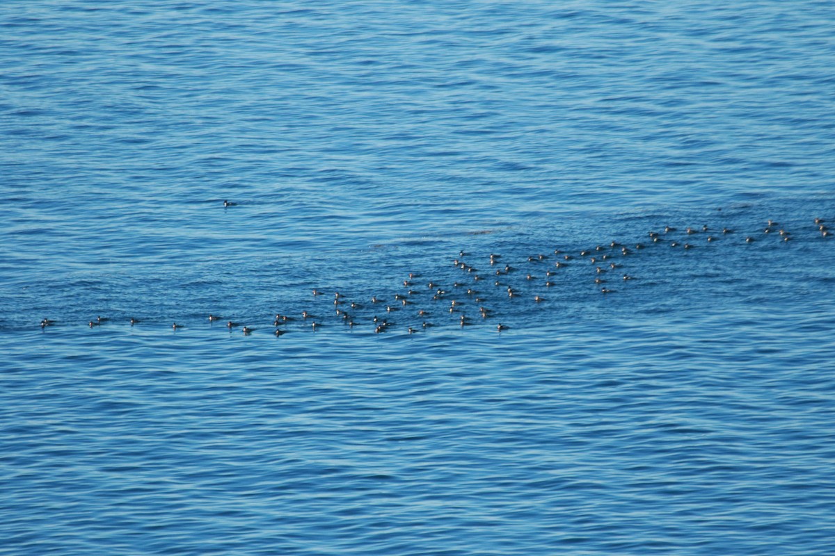 Red-breasted Merganser - ML25813711