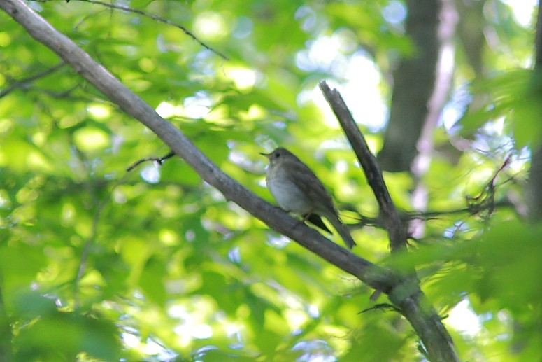 Gray-cheeked Thrush - ML258137141