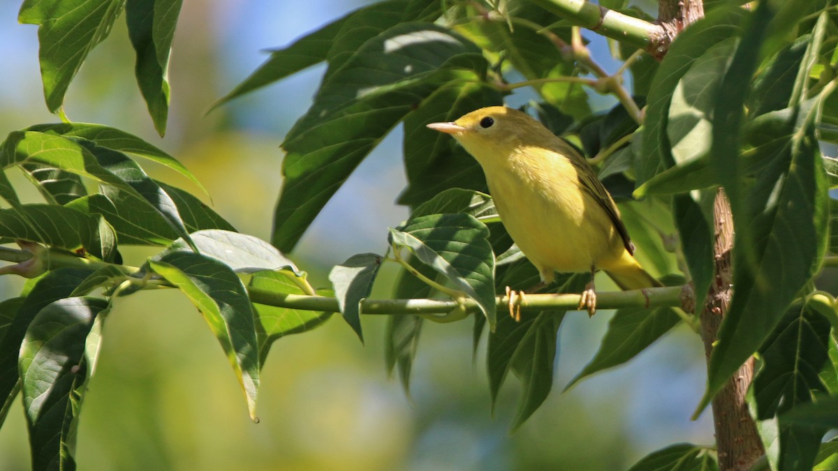 Yellow Warbler - ML258137461