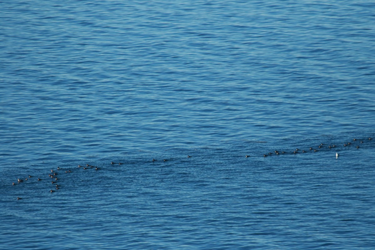 Red-breasted Merganser - ML25813751