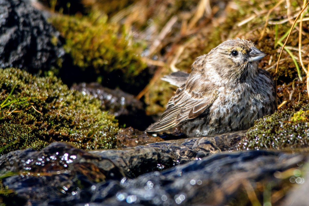 Yellow-bridled Finch - ML258138061