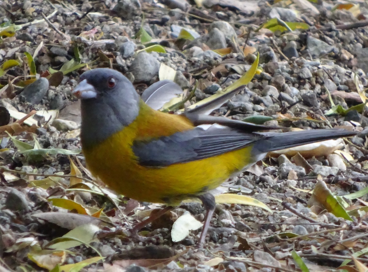 Patagonian Sierra Finch - ML258138431