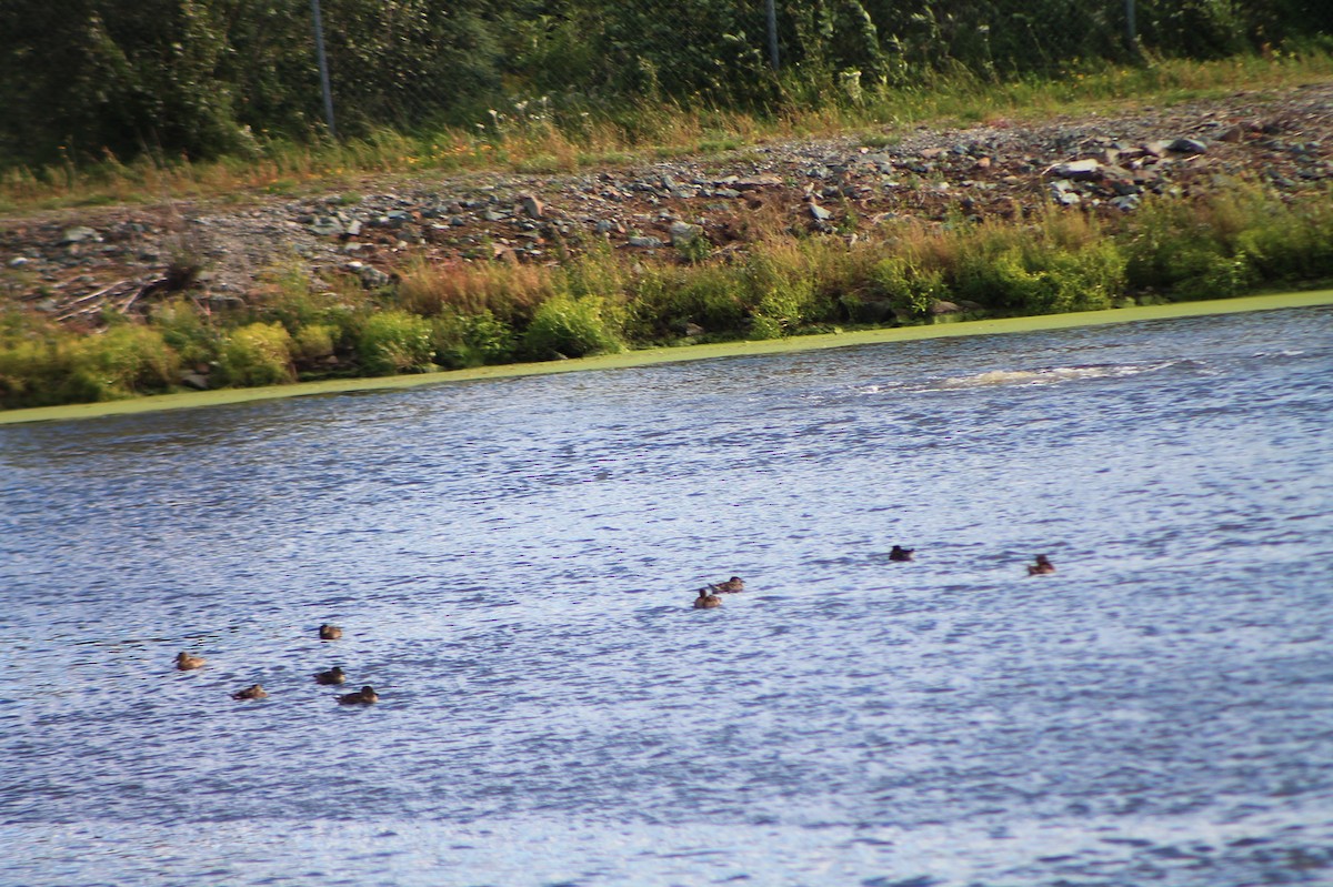 Green-winged Teal - Joseph Rocheteau