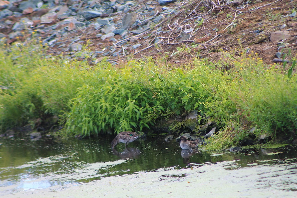 Green-winged Teal - Joseph Rocheteau