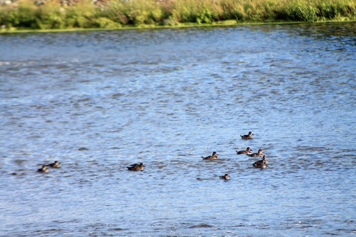 Ring-necked Duck - ML258138551