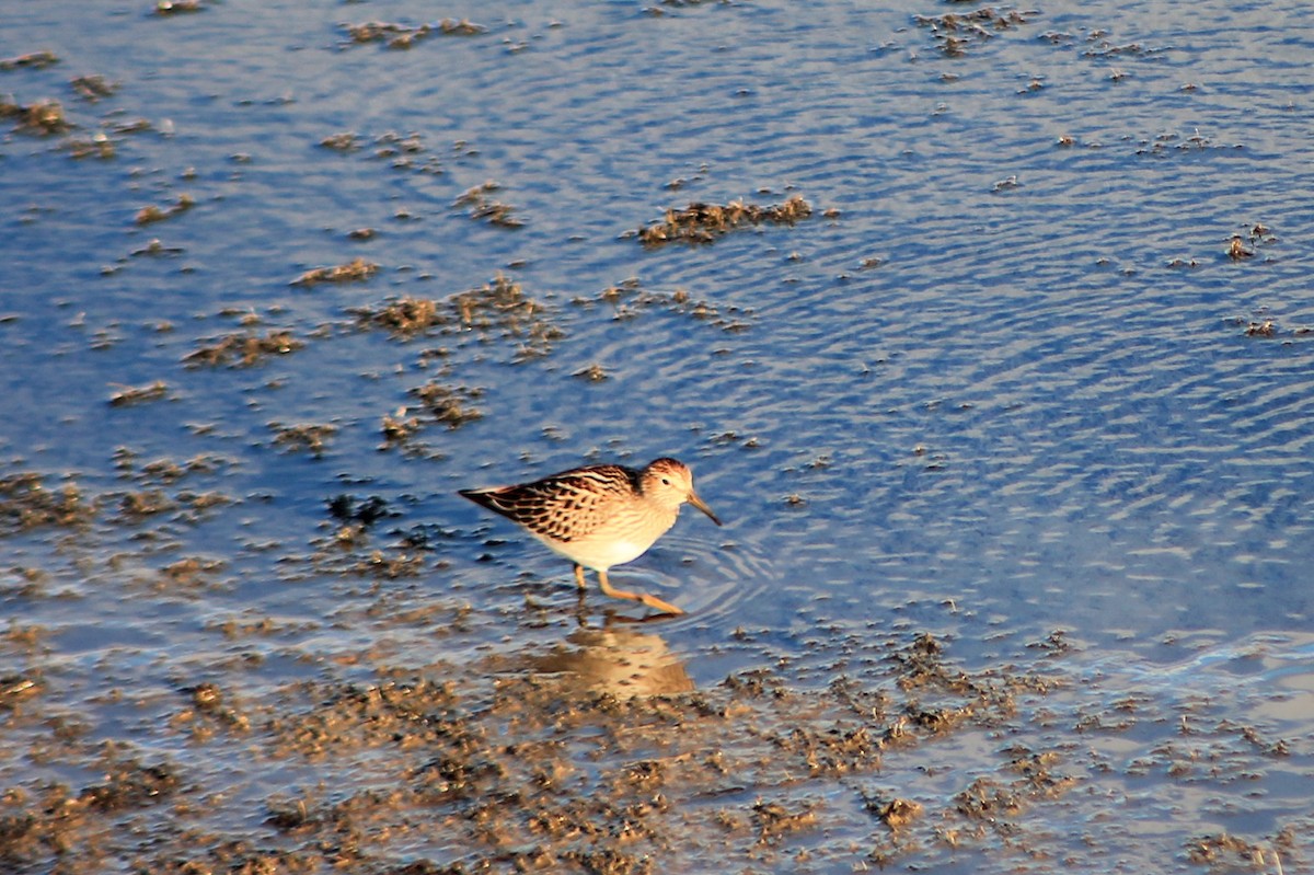 Pectoral Sandpiper - ML258138671