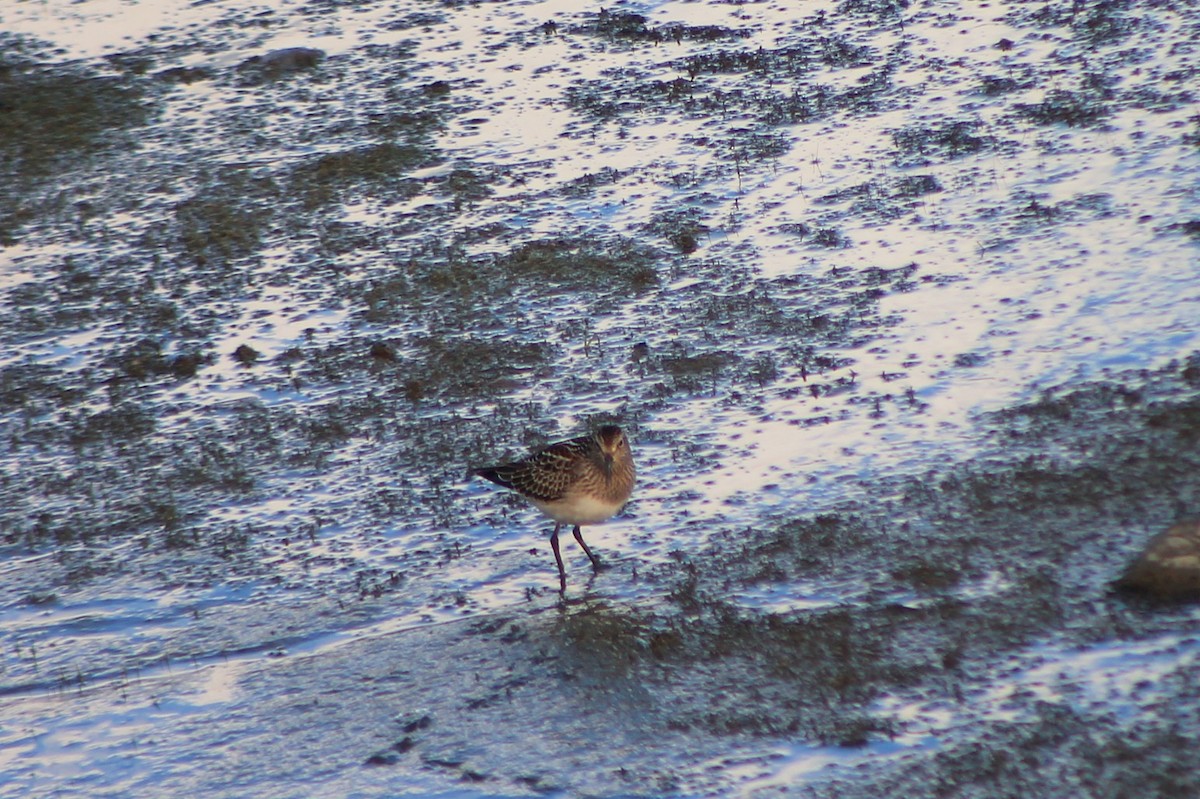 Pectoral Sandpiper - Joseph Rocheteau