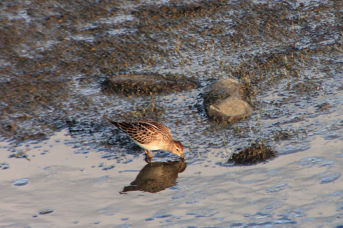 Pectoral Sandpiper - Joseph Rocheteau