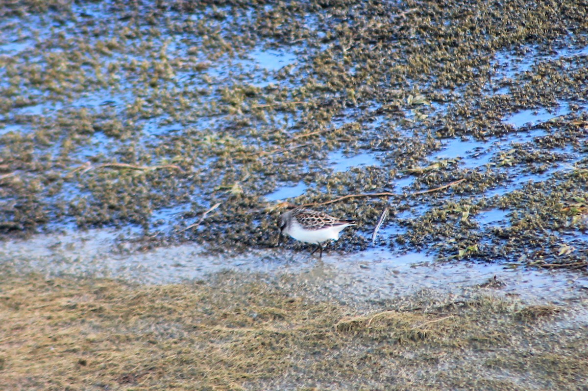 Semipalmated Sandpiper - ML258138871