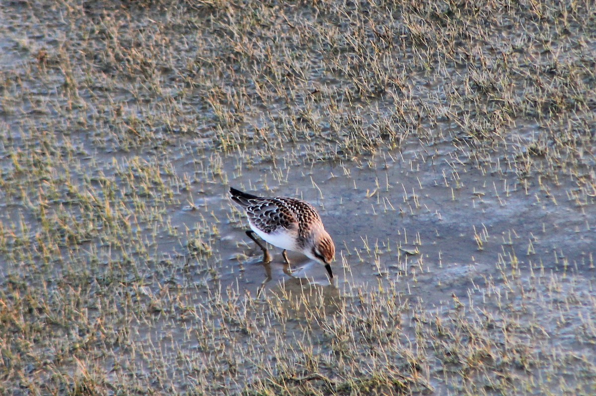 Semipalmated Sandpiper - ML258138881