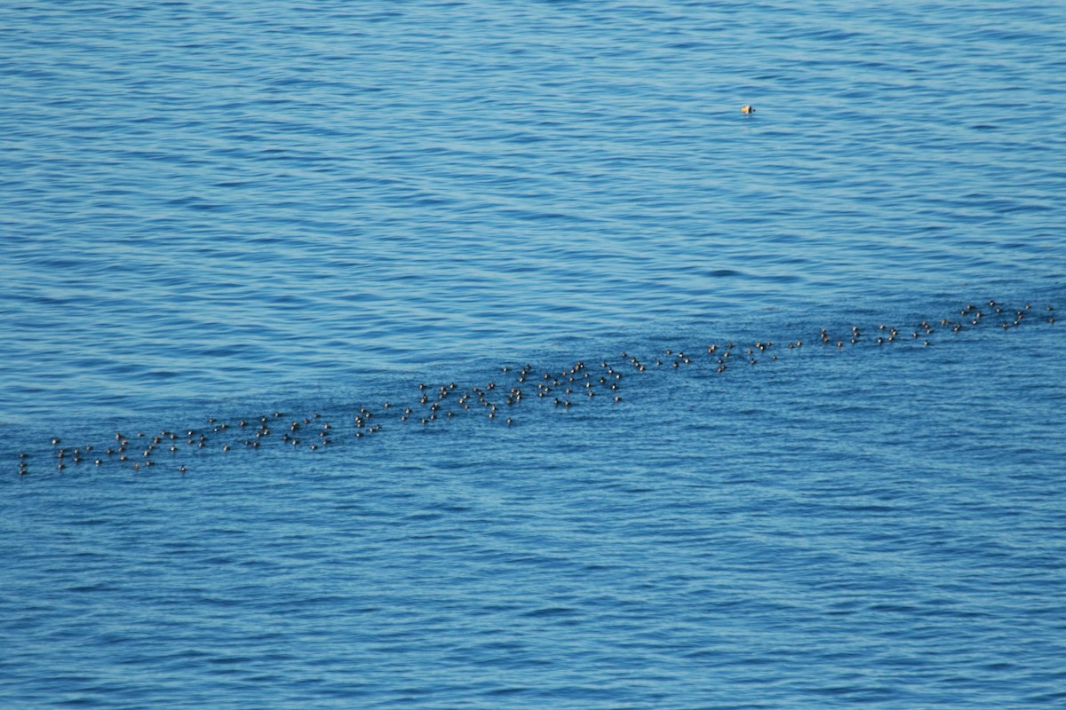 Red-breasted Merganser - ML25813981