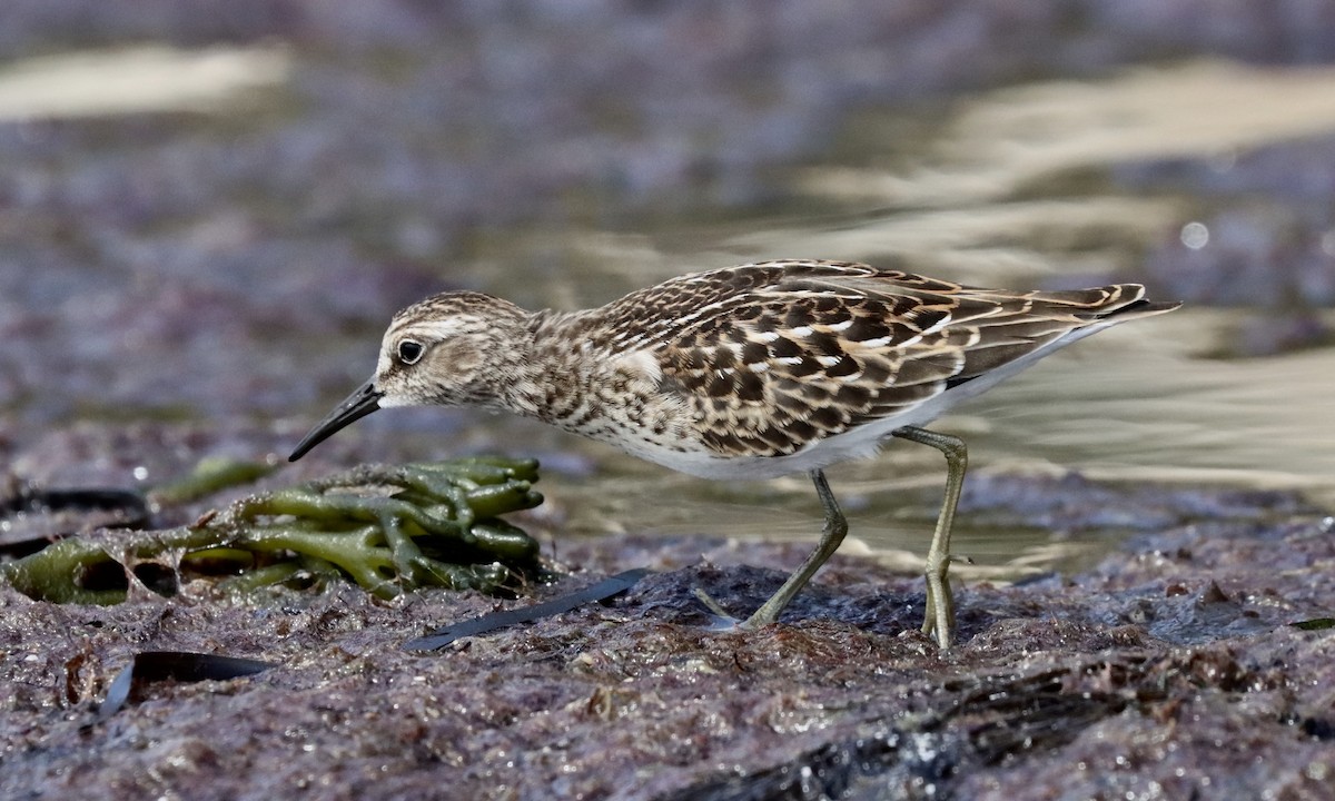 Least Sandpiper - Alan Kneidel