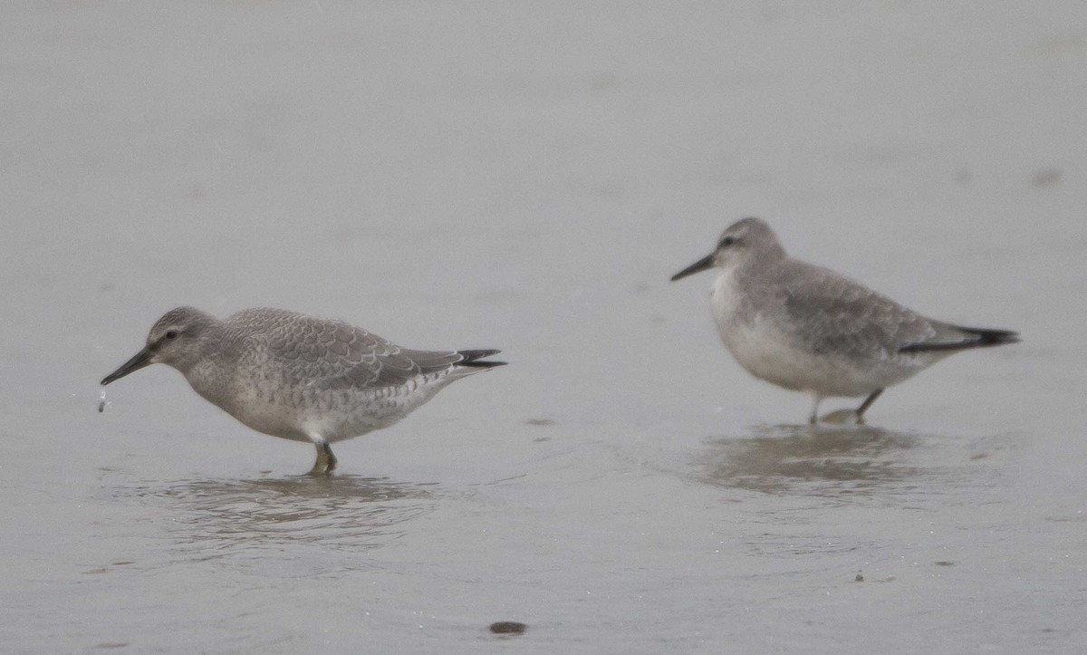 Шармаг элсэг - ML258140591