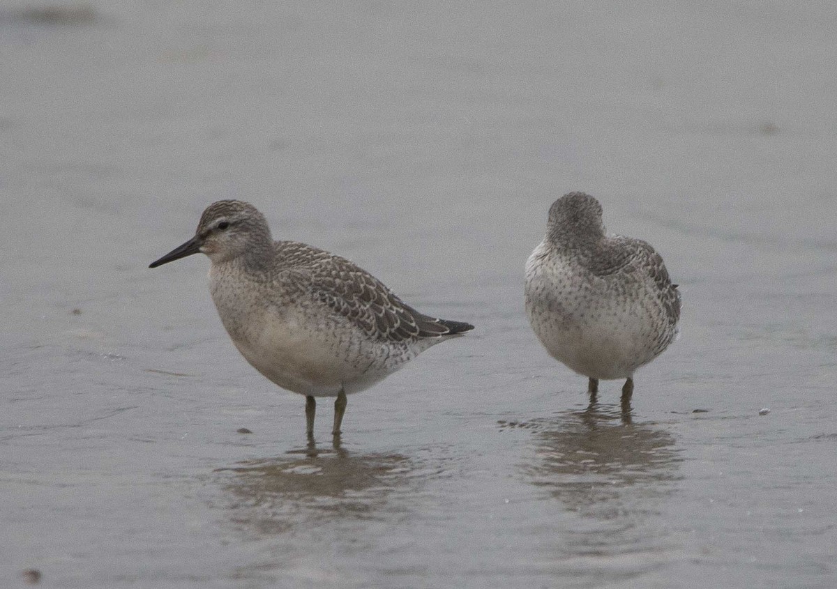 Шармаг элсэг - ML258140641