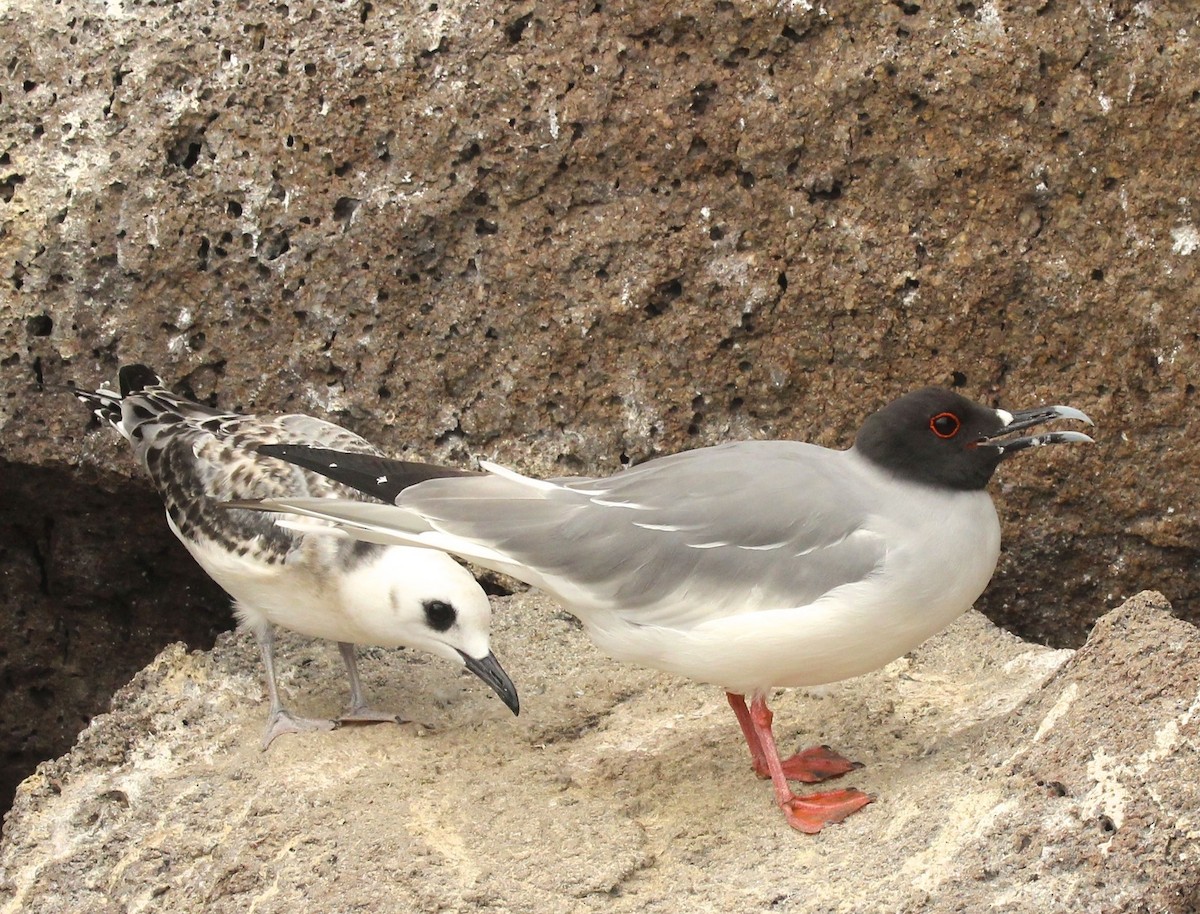 Swallow-tailed Gull - ML25814161