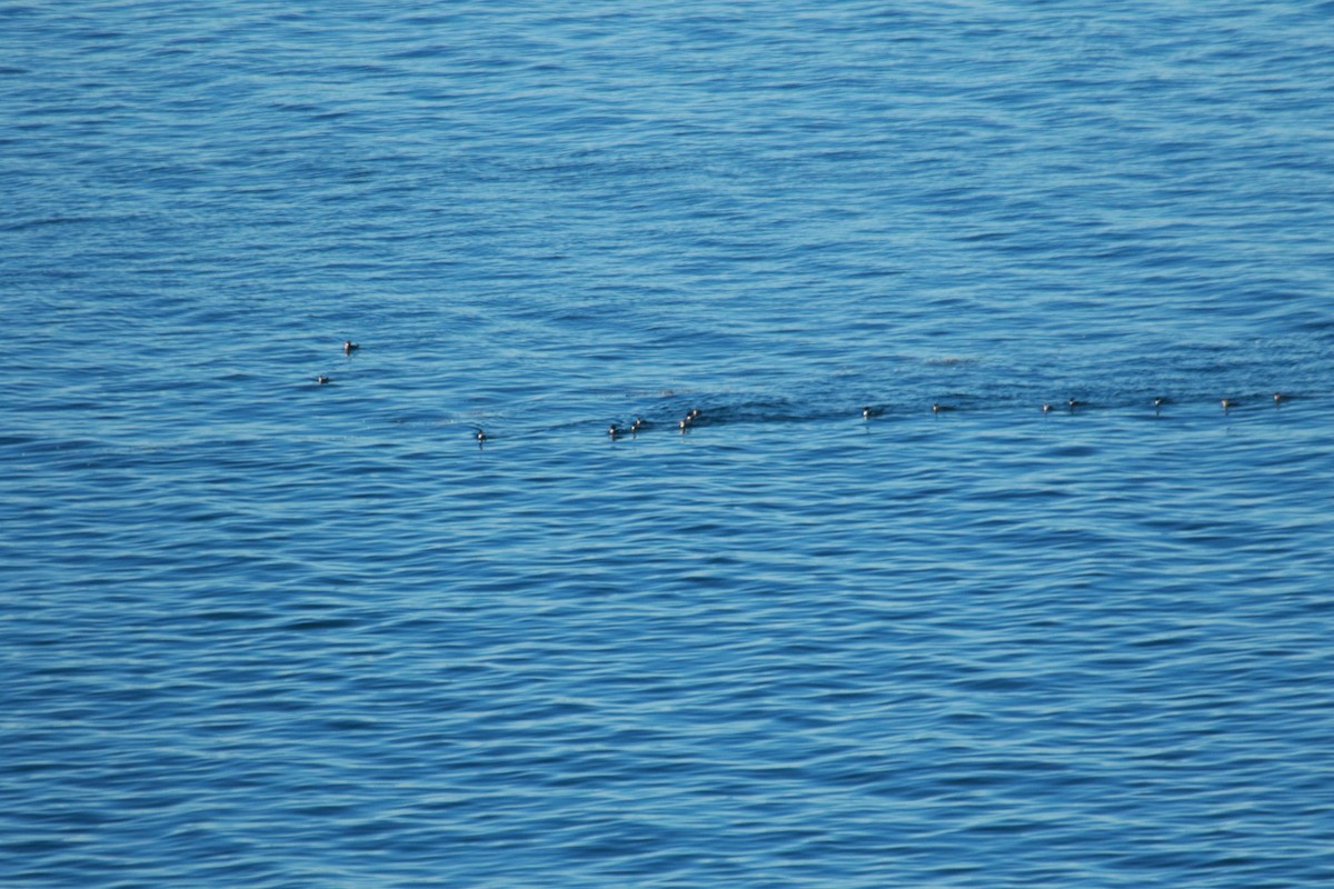 Red-breasted Merganser - ML25814171