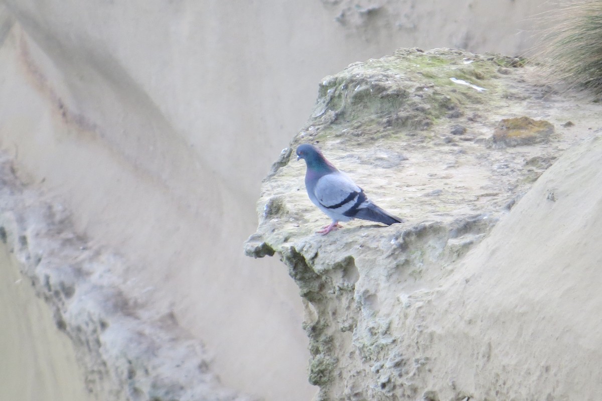 Rock Pigeon (Feral Pigeon) - ML258143211