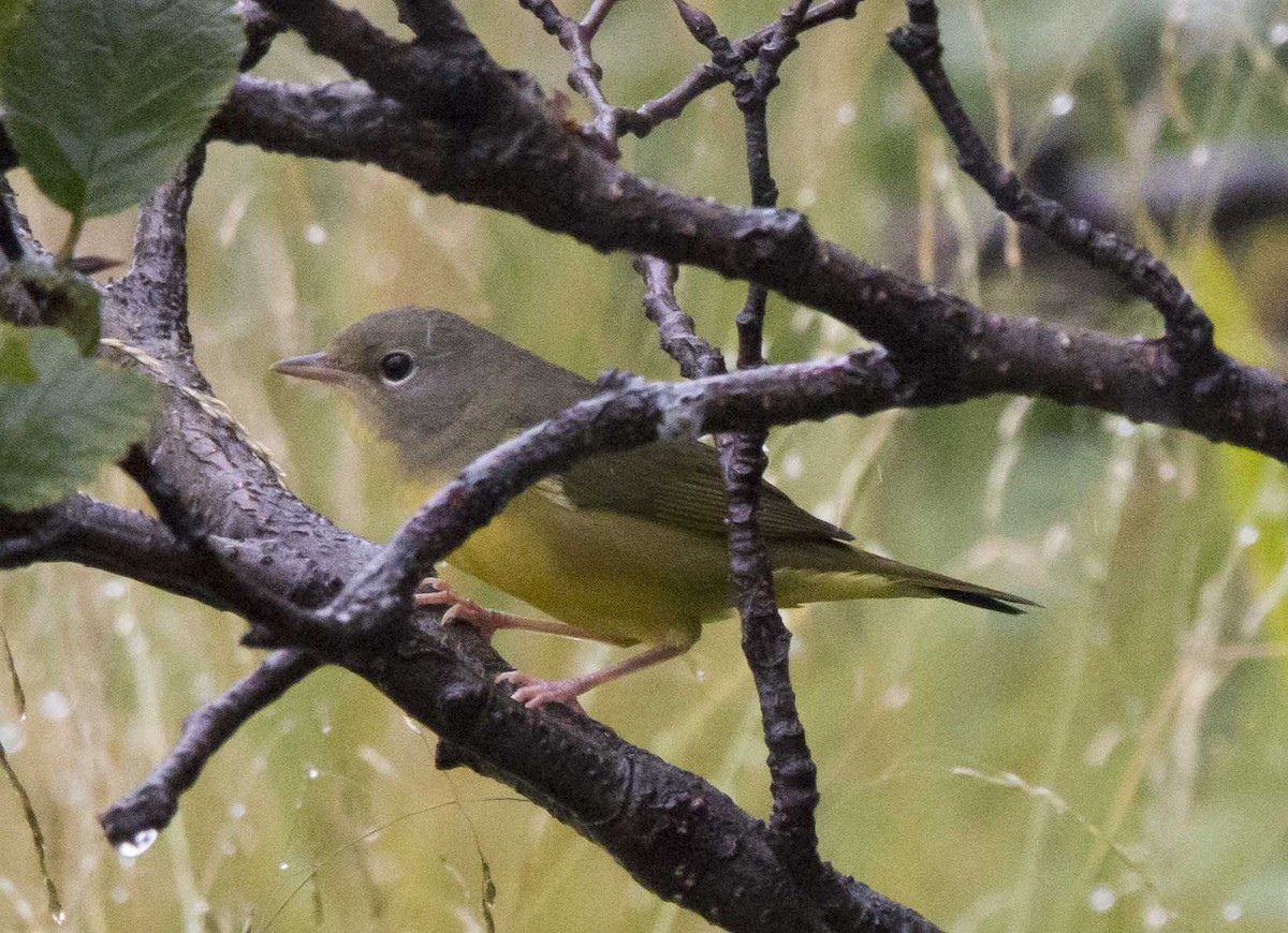 Mourning Warbler - ML258143371