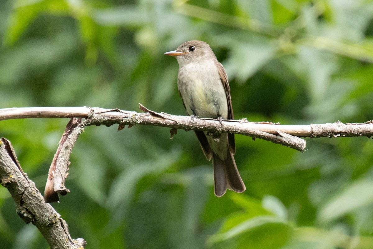 Eastern Wood-Pewee - Christine Mason